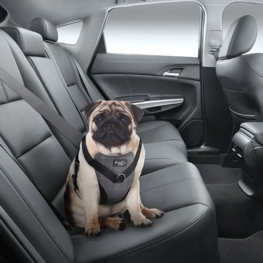 AFP Cinturones De Seguridad^Travel Dog Arnes de Seguridad S