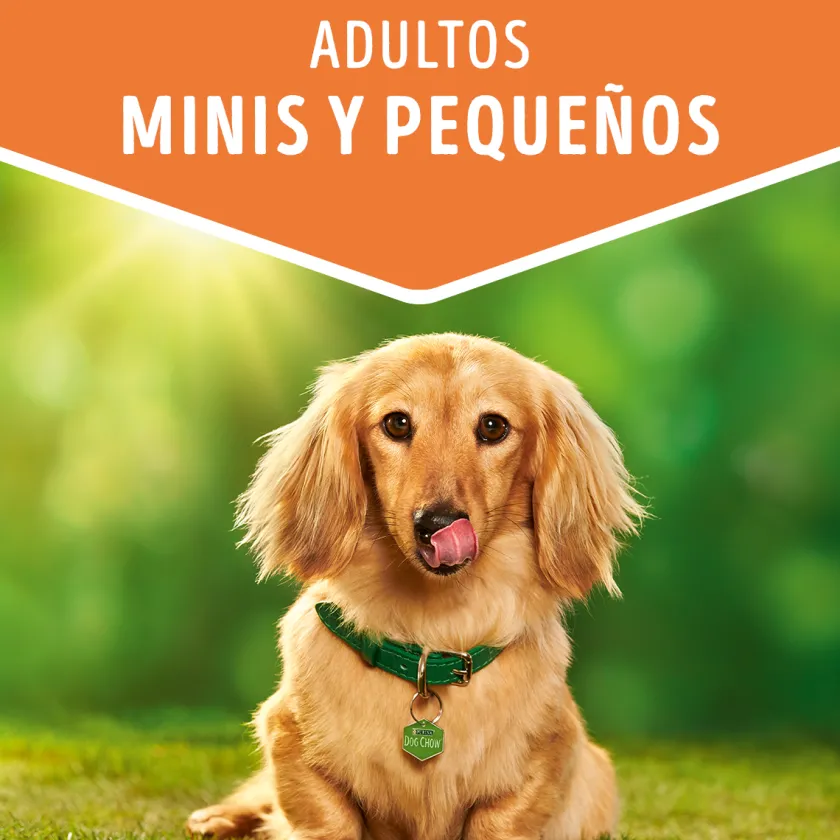 Dog Chow - Purina Húmedos^Alimento húmedo para perro DOG CHOW® Adultos Minis y Pequeños Sabor Salmón 100gr Pack 15 Unidades
