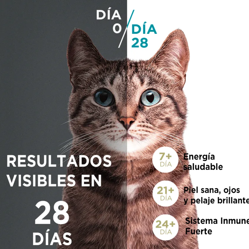Purina One Castrados^Alimento seco para gato PURINA® ONE® Esterilizado Pollo y Salmón