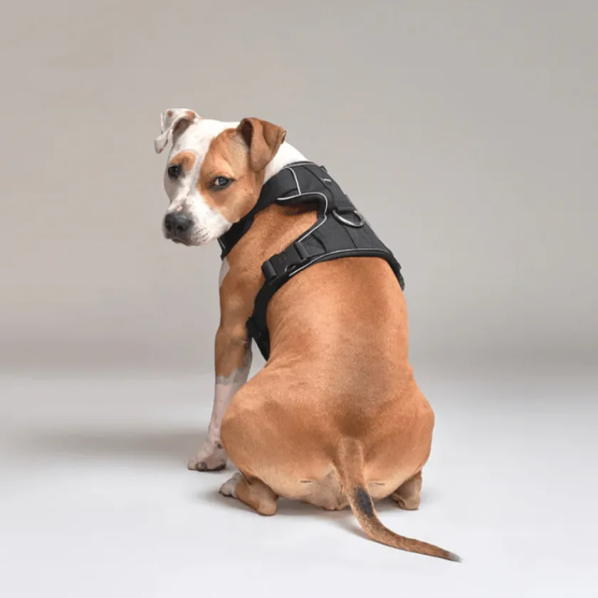Street Dogs Arnes, Collares Y Correas^Arnés Comfort Para Perros StreetDogs Black M