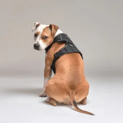 Street Dogs Arnes, Collares Y Correas^Arnés Comfort Para Perros StreetDogs Black L
