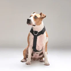 Street Dogs Arnes, Collares Y Correas^Arnés Strap para Perros Black L