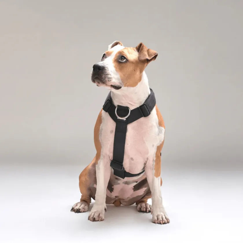 Street Dogs Arnes, Collares Y Correas^Arnés Strap para Perros Black L
