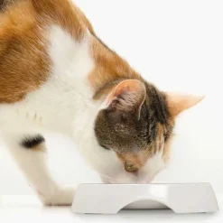 Cat it Comederos Y Fuentes De Agua^Plato Acero Inoxidable con Borde Bajo Color Blanco