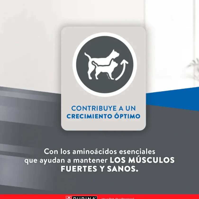 Excellent Gatitos (0 A 12 Meses)^Cat Kitten 1 kg