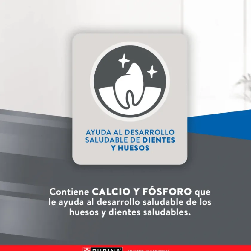 Excellent Gatitos (0 A 12 Meses)^Cat Kitten 1 kg