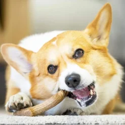 Gigwi Juguetes^Wooden Antler Juguete masticable para perros