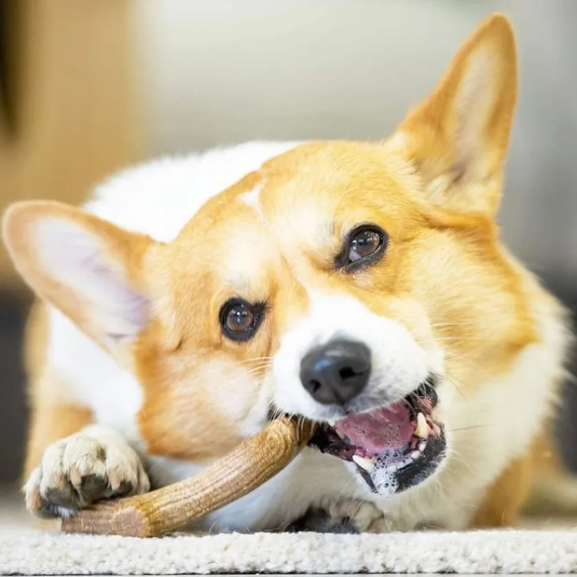Gigwi Juguetes^Wooden Antler Juguete masticable para perros