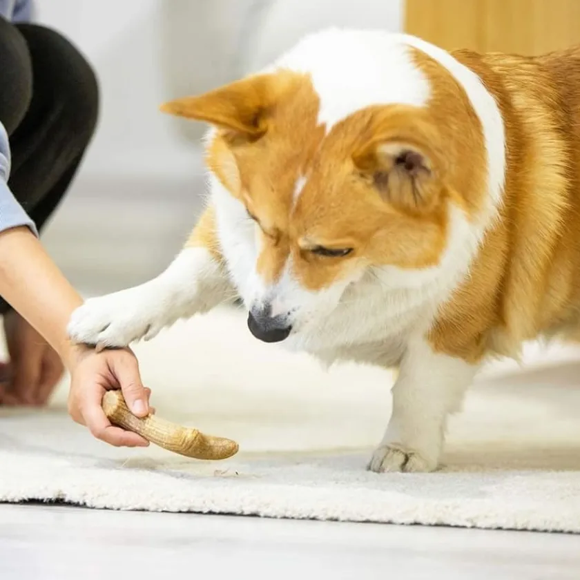 Gigwi Juguetes^Wooden Antler Juguete masticable para perros
