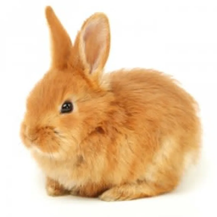 Mazuri Conejos^Conejo Rabbit Diet 4kg