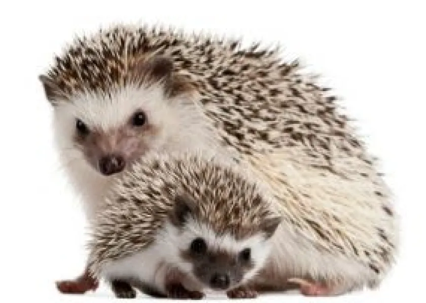 Mazuri Erizos De Tierra^Erizo de tierra Hedgehog Diet 500gr