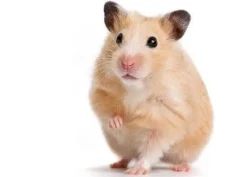 Mazuri Hámsters^Hamster Gerbil Diet 350gr