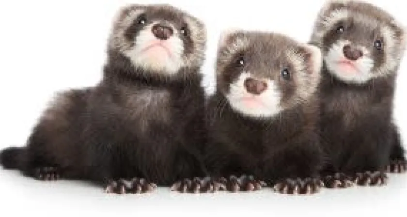 Mazuri Hurones^Hurón Ferret Diet 2.26kg