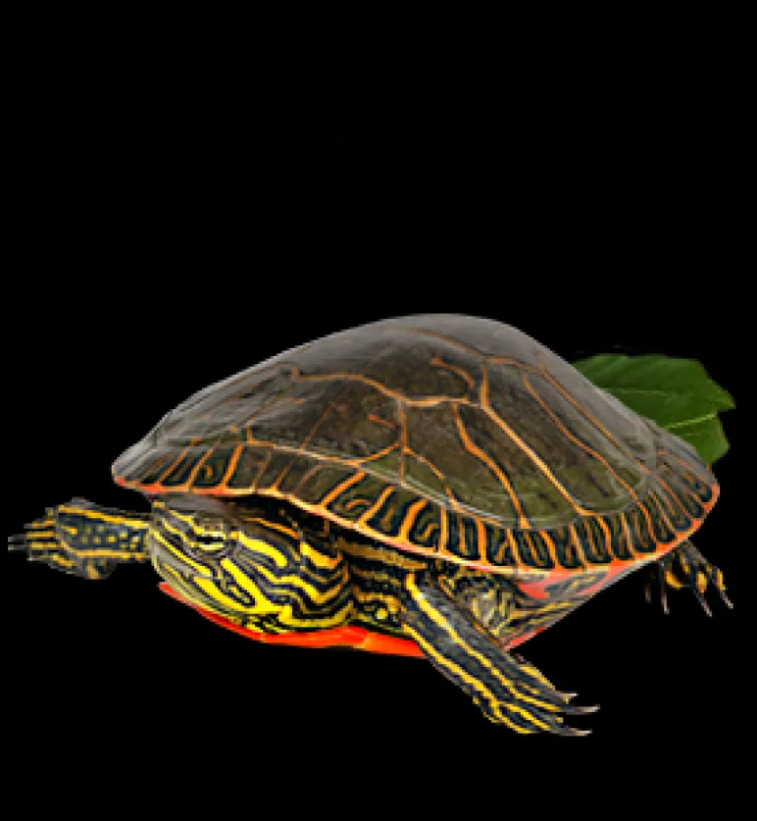 Mazuri Tortugas^Tortuga Acuática Turtle Diet 1.02kg