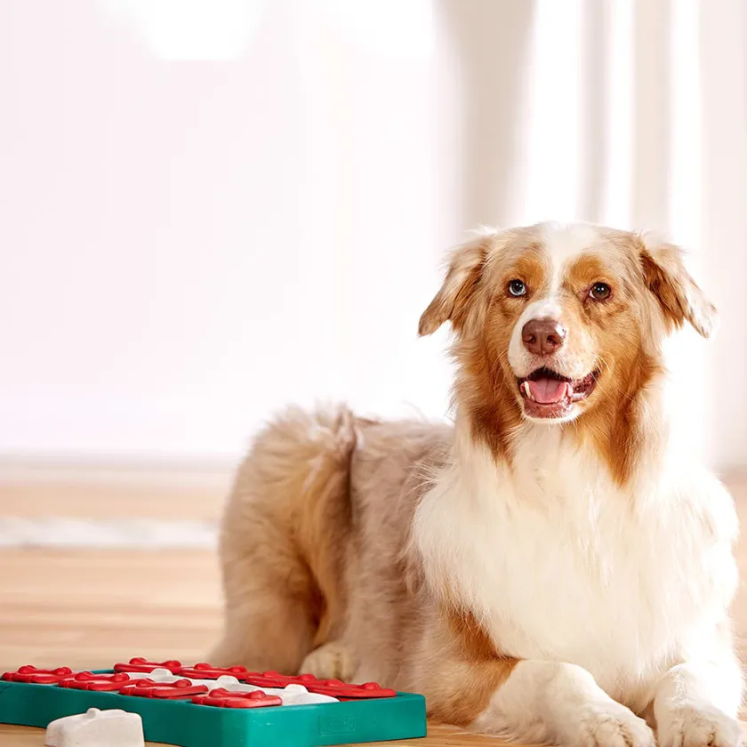 Nina Ottosson Juguetes | Productos Outlet^Puzzle Brick Nivel 2 Juguete para Perros