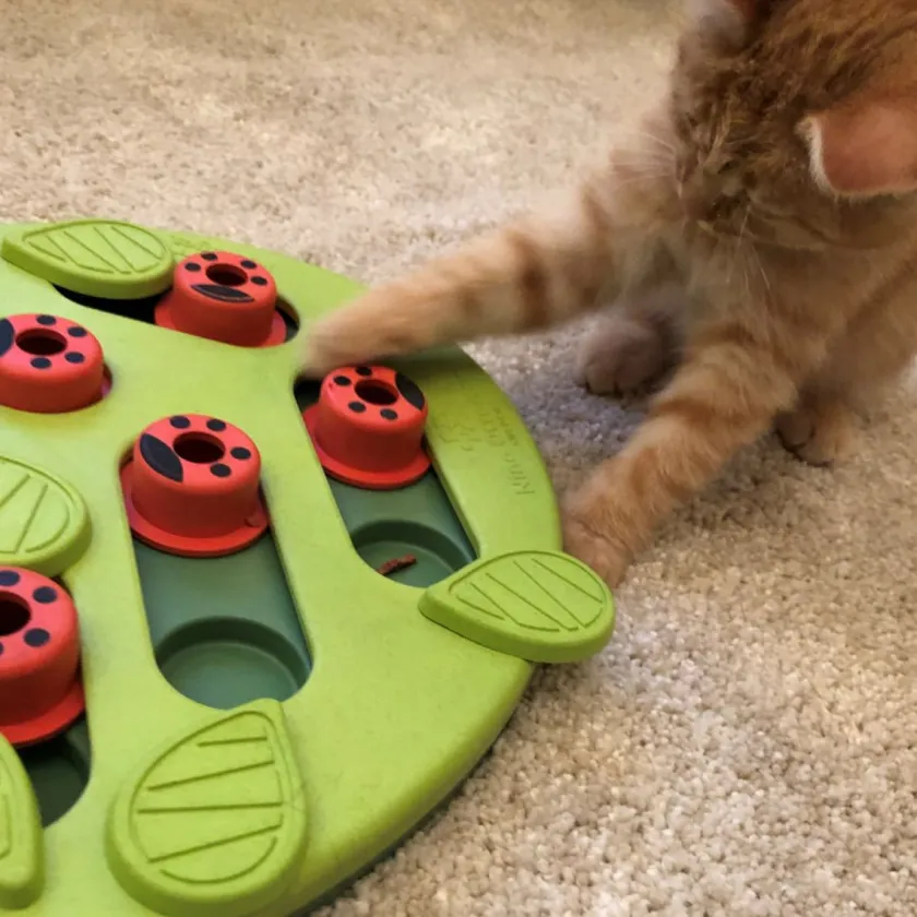 Nina Ottosson Relajación Para Gatos | Juguetes^Puzzle Buggin Out Nivel 2 Juguete para Gatos