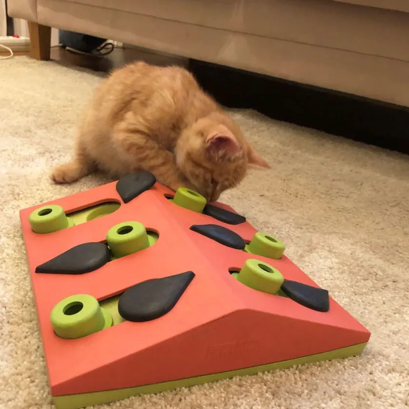Nina Ottosson Juguetes | Productos Outlet^Puzzle Melon Madness Nivel 2 Juguete para Gatos