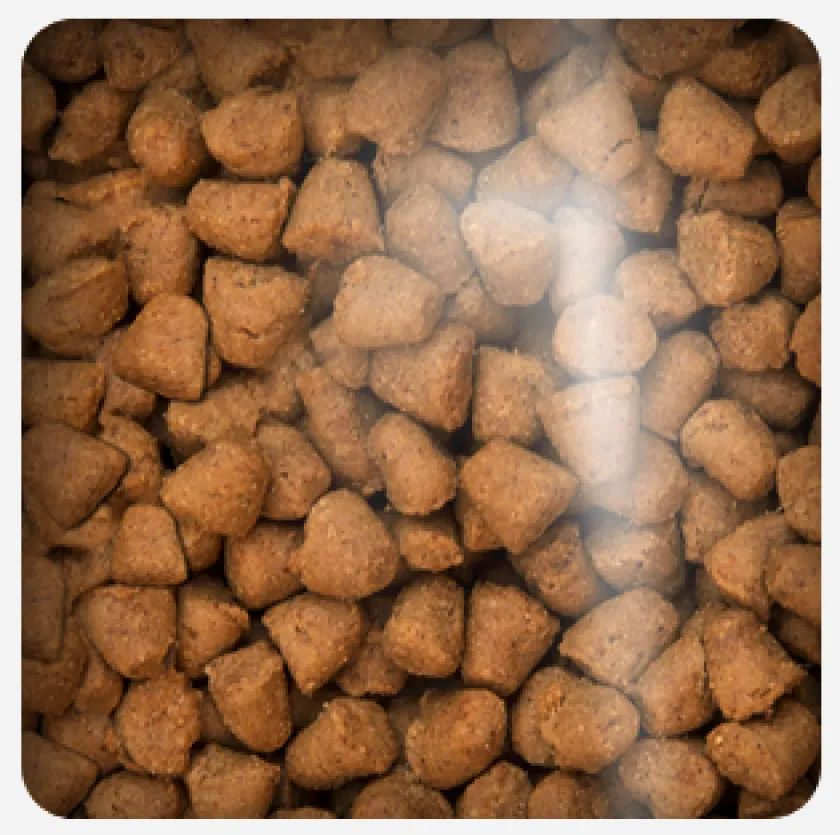 Oven Baked Senior (+7 Años) | Adultos (1 A 7 Años)^Cat Grain Free Duck 2.27kg