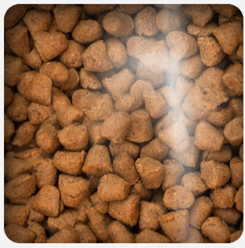 Oven Baked Senior (+7 Años) | Adultos (1 A 7 Años)^Cat Grain Free Fish 4.54kg