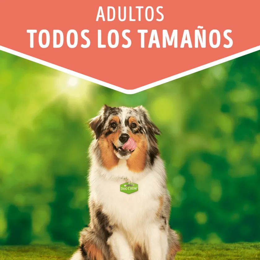 Dog Chow - Purina Húmedos^Purina Dog Chow Alimento Húmedo Adulto Pollo 100gr