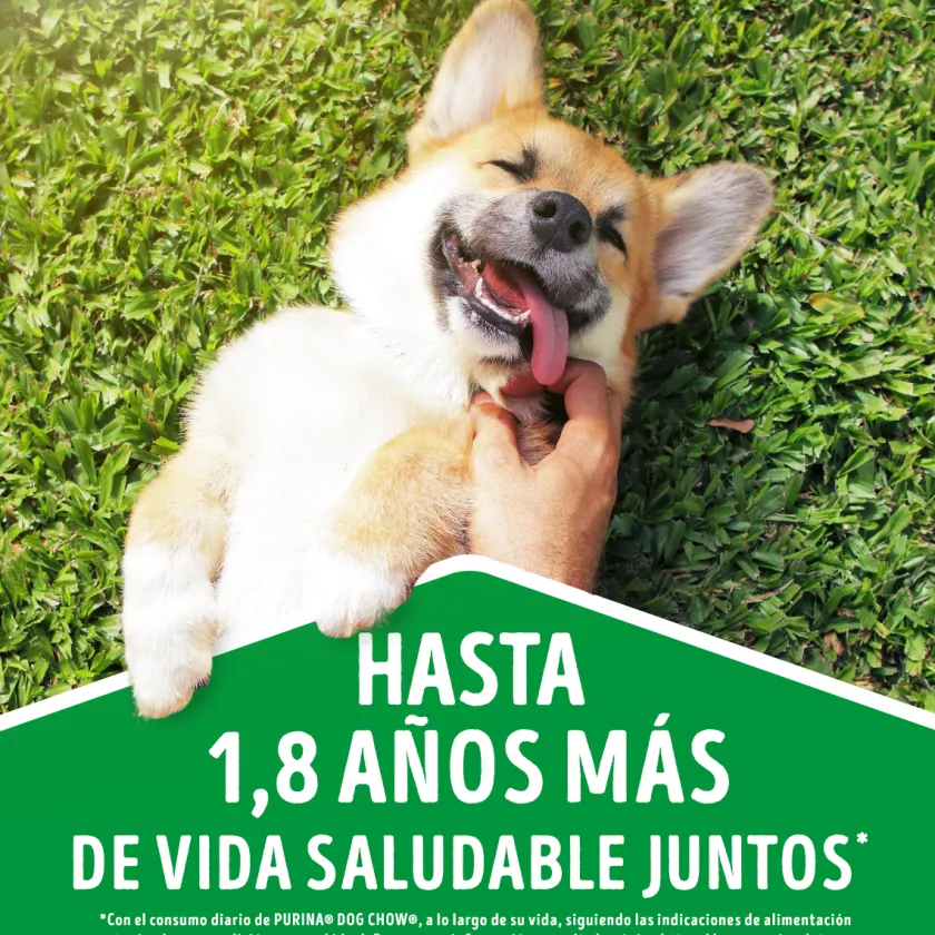 Dog Chow - Purina Húmedos^Purina Dog Chow Alimento Húmedo Adulto Pollo 100gr