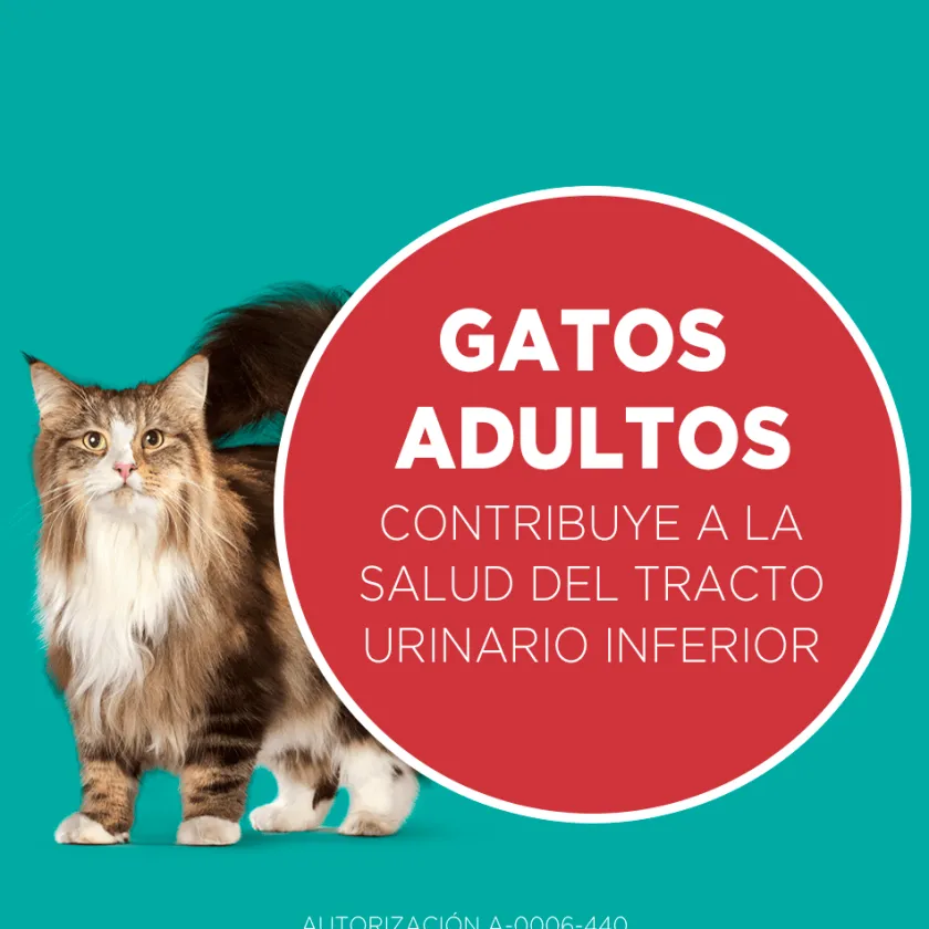 Purina One Adultos (1 A 7 Años)^PURINA® ONE® Adulto Pollo y Salmón 2kg