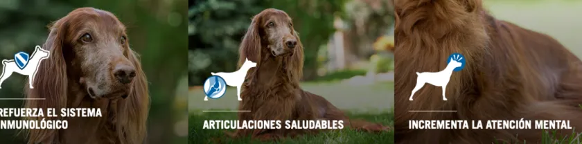 Pro Plan - Purina Senior (+7 Años)^Purina Pro Plan Active Mind 7+ Small con OptiAge 7.5kg