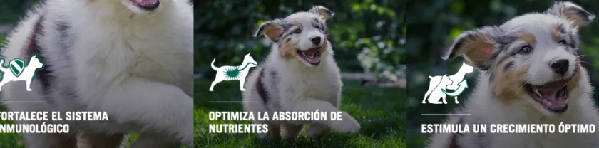 Pro Plan - Purina Cachorros (0 A 12 Meses)^Purina Pro Plan Cachorro Raza Pequeña 1kg