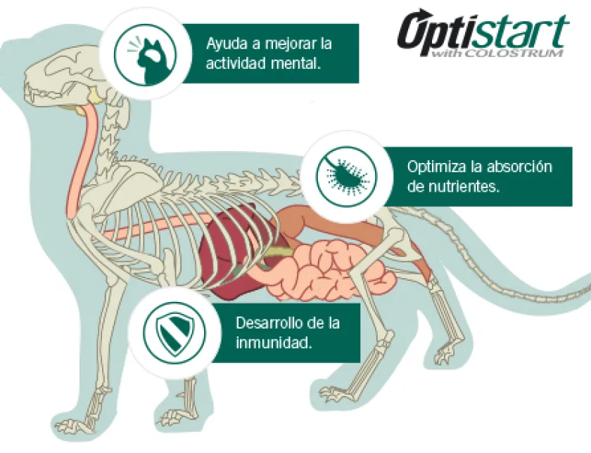 Pro Plan - Purina Gatitos (0 A 12 Meses)^Purina Pro Plan Cat Kitten con OptiStart 7.5kg
