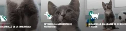 Pro Plan - Purina Gatitos (0 A 12 Meses)^Purina Pro Plan Cat Kitten con OptiStart 7.5kg