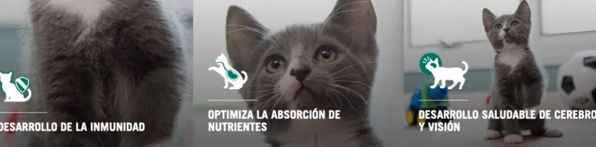 Pro Plan - Purina Gatitos (0 A 12 Meses)^Purina Pro Plan Cat Kitten con OptiStart 7.5kg