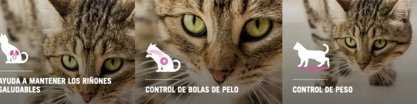 Pro Plan - Purina Castrados^Purina Pro Plan Cat Sterilized con OptiRenal 3kg