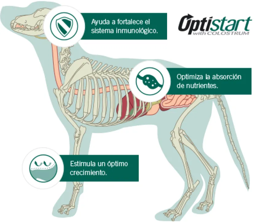 Pro Plan - Purina Cachorros (0 A 12 Meses)^Purina Pro Plan Puppy Razas Medianas con OptiStar 3kg