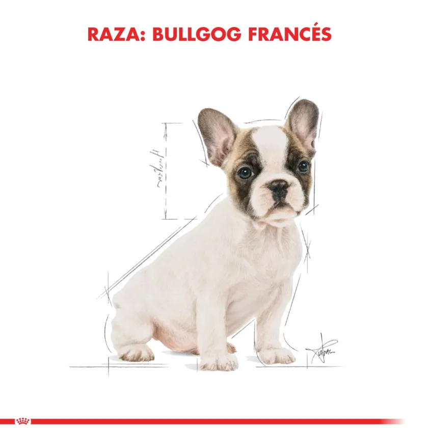 Royal Canin Específicos Para Razas^Bulldog Frances Junior 3kg