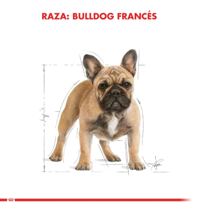 Royal Canin Específicos Para Razas^Bulldog Frances Adulto 3kg