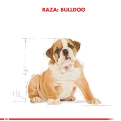 Royal Canin Específicos Para Razas^Bulldog Ingles Junior 12kg