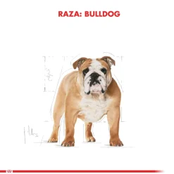Royal Canin Específicos Para Razas^Bulldog Ingles Adulto 12kg