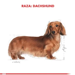 Royal Canin Específicos Para Razas^Dachshund Teckel 3kg