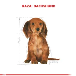 Royal Canin Específicos Para Razas^Dachshund Teckel Junior 3kg