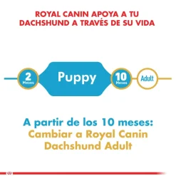 Royal Canin Específicos Para Razas^Dachshund Teckel Junior 2.5kg