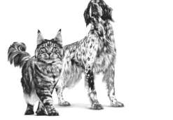 Royal Canin Alimentación Medicada^Latas Vet Diet Recovery Feline - Canine 145gr