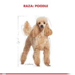 Royal Canin Específicos Para Razas^Poodle Adulto 2.5kg