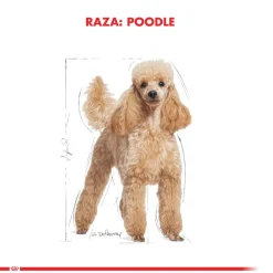Royal Canin Específicos Para Razas^Poodle Adulto 3kg