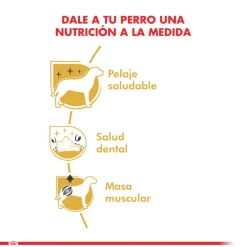 Royal Canin Específicos Para Razas^Poodle Adulto 2.5kg