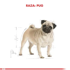 Royal Canin Específicos Para Razas^Pug Adulto 2.5kg
