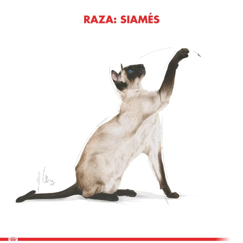 Royal Canin Específicos Para Razas^Siamese 1.5kg