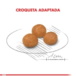 Royal Canin Adultos (1 A 7 Años)^XSmall Adult 2.5kg