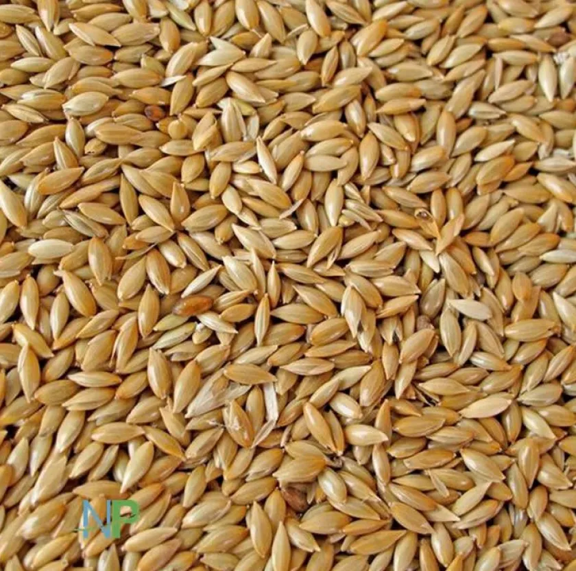 Versele-Laga Aves^Semilla Alpiste para Canarios 1kg