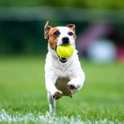 Gigwi Juguetes^Skipdawg Agility Ball 2pk